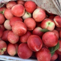 中药材市场动态 柴胡批发价格分析及一手货源供应指南